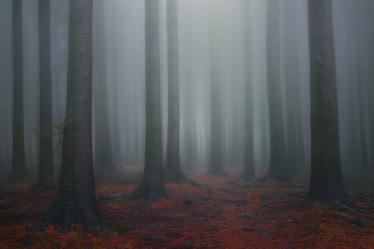 Fototapeta foggy fantasy dreamy forest