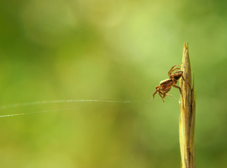 spider