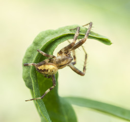 spider