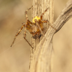 spider
