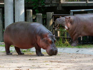 Hippopotamus or hippo eating green grass in a zoo with opened mouth over fence background