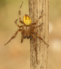 spider