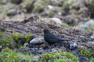 Male Eurasian common blackbird sitting on the ground