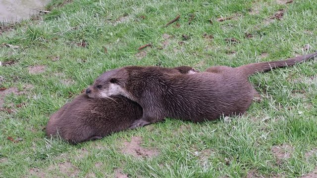 Mother and young eurasian otter (Lutra lutra) cuddling