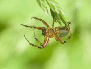 Fototapeta premium spider