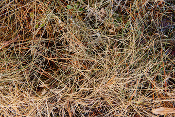 Сухая прошлогодняя трава весной