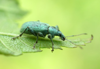 beetle