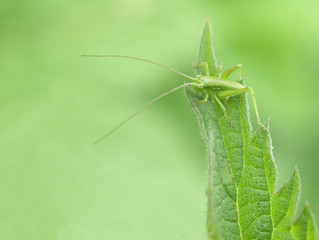  Grasshopper