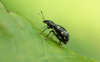 beetle