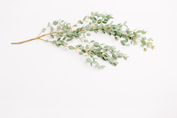 Eucalyptus branch on white background. Flat lay, top view.