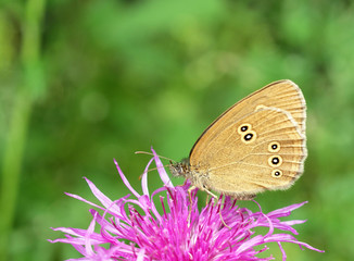 Fototapeta premium butterfly