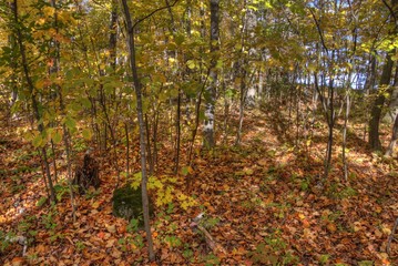 Obraz premium Bagley Nature Area in Autumn