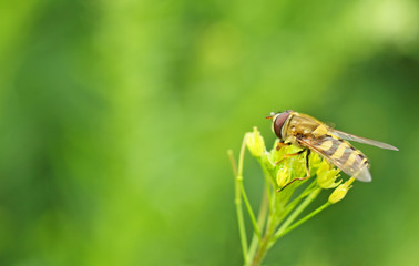 fly