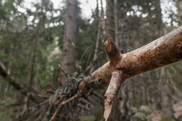 broken tree, macro photography, selective focus, coniferous forest