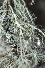 A tree covered with leafy foliose lichens and shrubby fruticose lichens