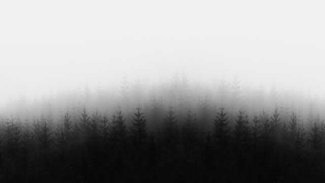 Fototapeta distant forest in black and white and copy space