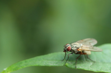 fly