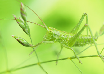  Grasshopper