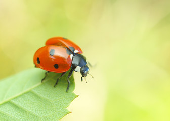 ladybug