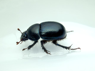 beetle