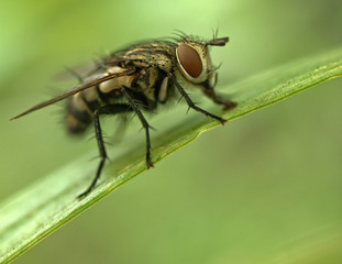 fly