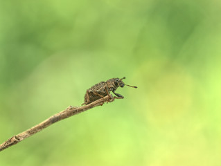 beetle
