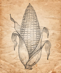 Hand drawn pencil corn on old paper background