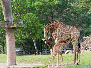 Newborn or baby giraffe drinks milk while mom cuddles her calf in a zoo show love and motherhood over green leave background