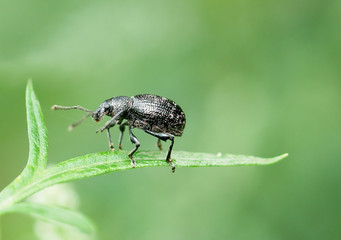 beetle