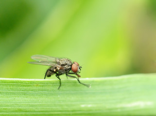fly