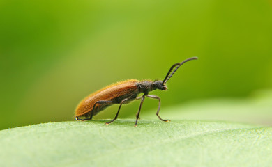 beetle