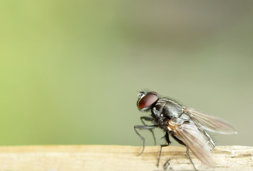 fly