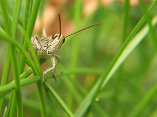  Grasshopper