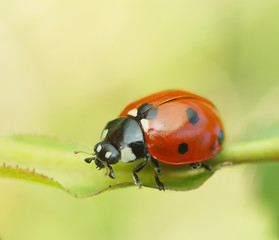 ladybug