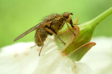 fly