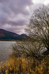 Fototapeta premium Cloudy lakeside shot with winter trees on the shorefront. 