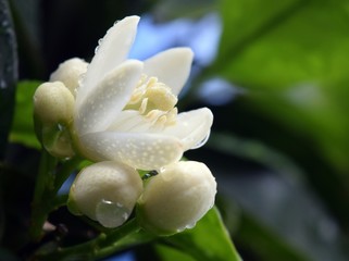 Orange flowers after the rain.Orange trees .Orange.White orange flower on sky background.White orange flower on natural background