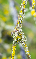 Yellow lichen on tree