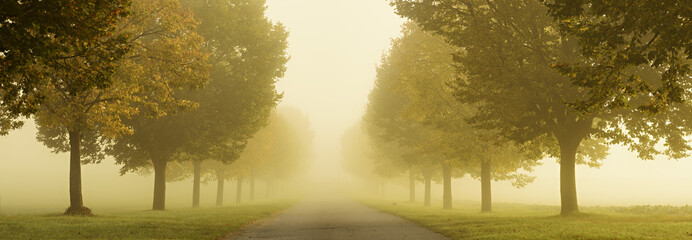Avenue of Linden Trees in Dense Autumn Fog