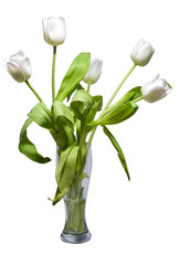 white tulips in rustic vase isolated on white background. nature, objects.