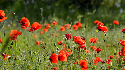 poppy field