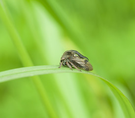 insect