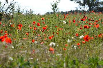 poppy field