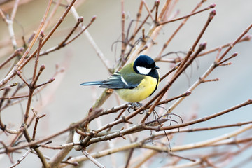 Obraz premium Kohlmeise (Parus major)