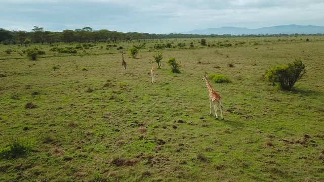 aerial view of wild giraffes in african savannah in lake Nakuru national park, Kenya