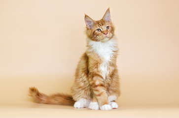 Fototapeta premium redhead striped Maine Coon kitten on a beige background