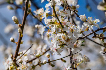 Spring time blossom