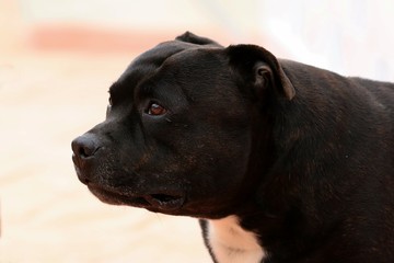 perro 