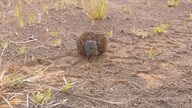 Dung beetle rolling ball with back legs across car tracks