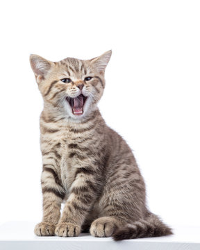 Yawning small cat kitten isolated on white background